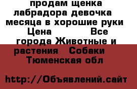 продам щенка лабрадора девочка 2 месяца в хорошие руки › Цена ­ 8 000 - Все города Животные и растения » Собаки   . Тюменская обл.